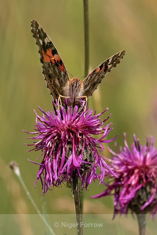 Painted Lady feeding front view, Seven Barrows Reserve - INSECTS