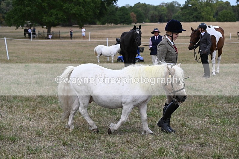 WJ6_6133 - Class 19 In-hand Veterans (Uploaded correct folder)