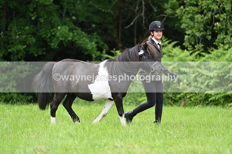 WJ7_3911 - Class 14A Handsome Gelding