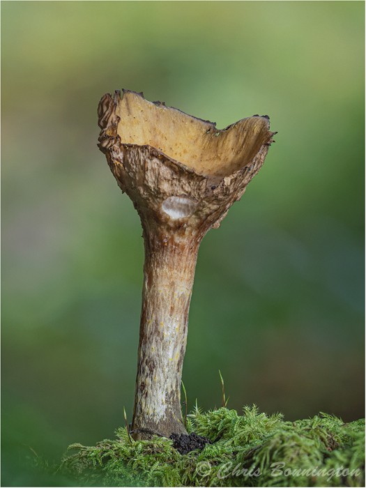 Funnel fungi - Other nature