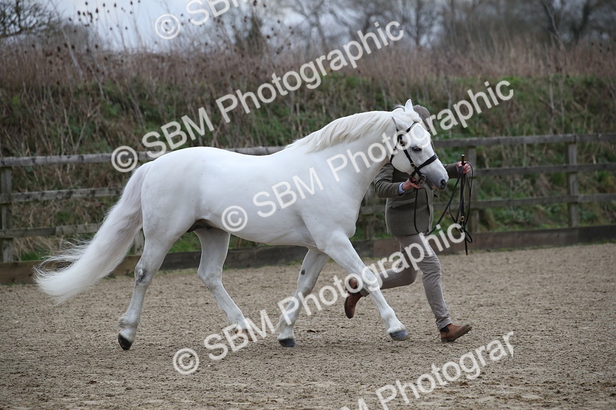 SBM_004025 - Class 1-4 - Young Stock classes Inc. In Hand Championship