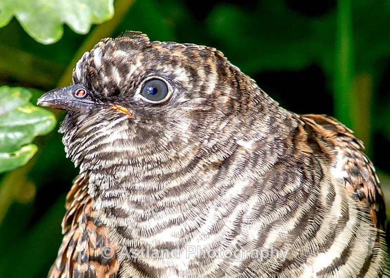Astland Photography, Bird and Wildlife Images, Susan and Peter Wilson, U.K.