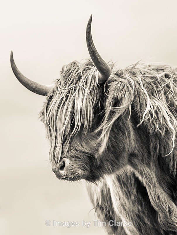 Highland Cow 81972232 - Wildlife