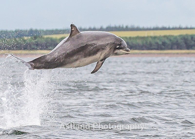 Astland Photography, Bird and Wildlife Images, Susan and Peter Wilson, U.K.
