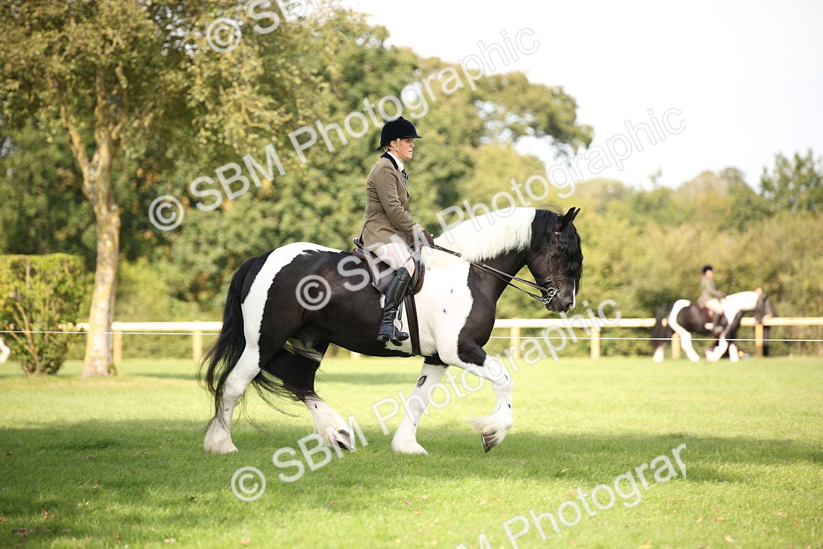 SBM_70066 - S65 - Piebald & Skewbald Horse Ridden