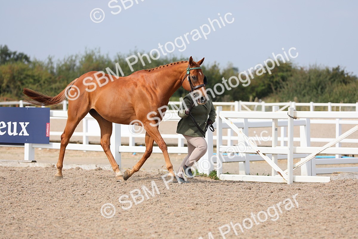SBM_15907 - Class 313 IH Retired Racehorse