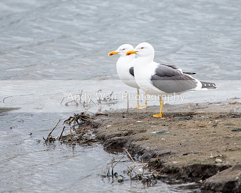 20140417-3K8A0193 - Gulls