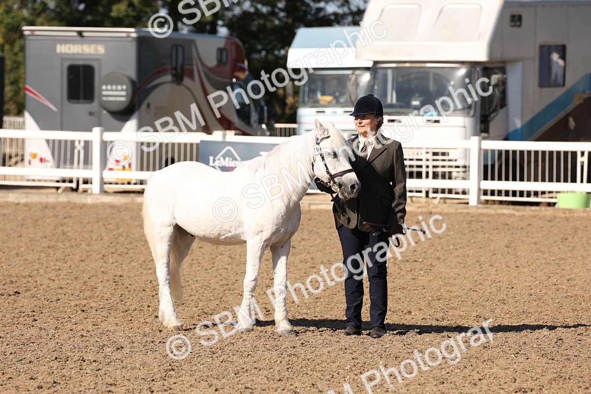 SBM_12873 - Class 206 - IH Non Show Type Pony