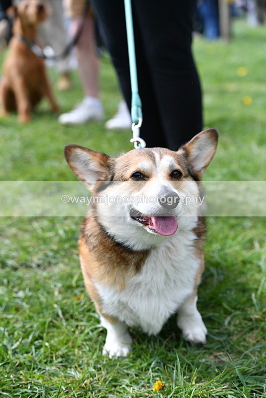 WJ5_9747 - Class 3 Most Handsome Dog