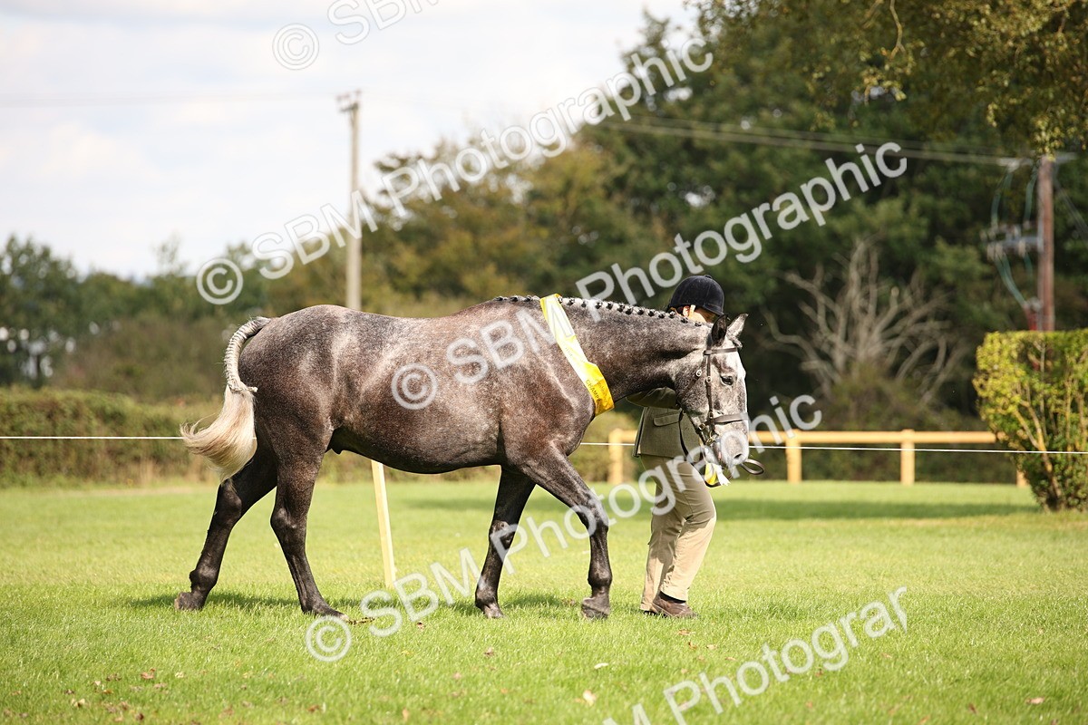 SBM_62899 - In Hand Horse Supreme Championship
