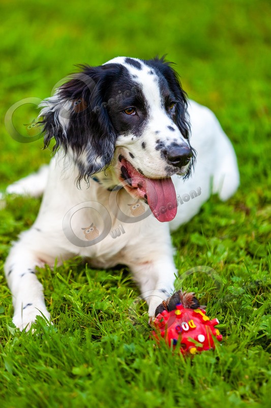 Springer Spaniel-43 - Pet Photography