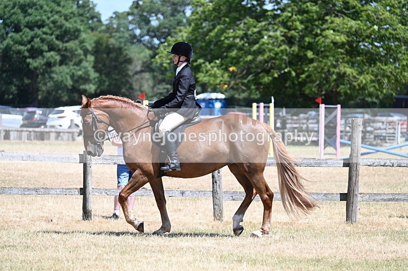 WJ7_2795 - Class 7 Riding Club Show Horse
