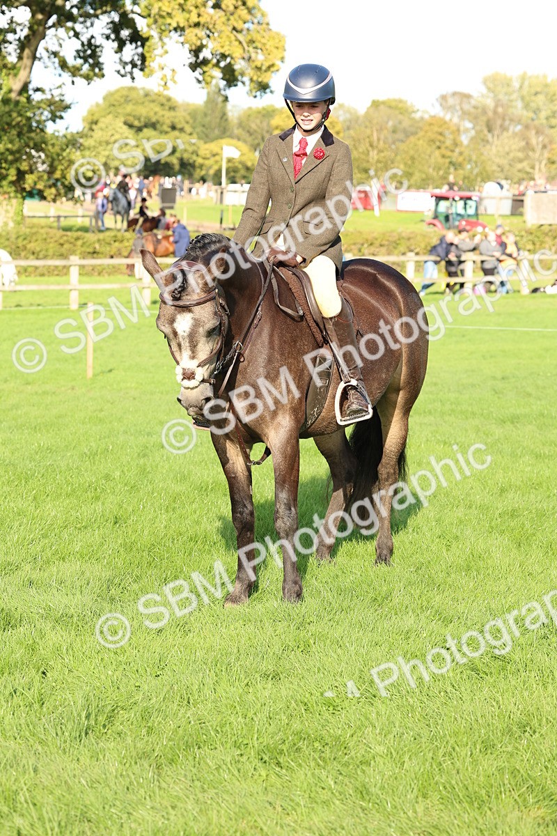 SBM_50175 - S34 - Novice & Newcomers Working Hunter