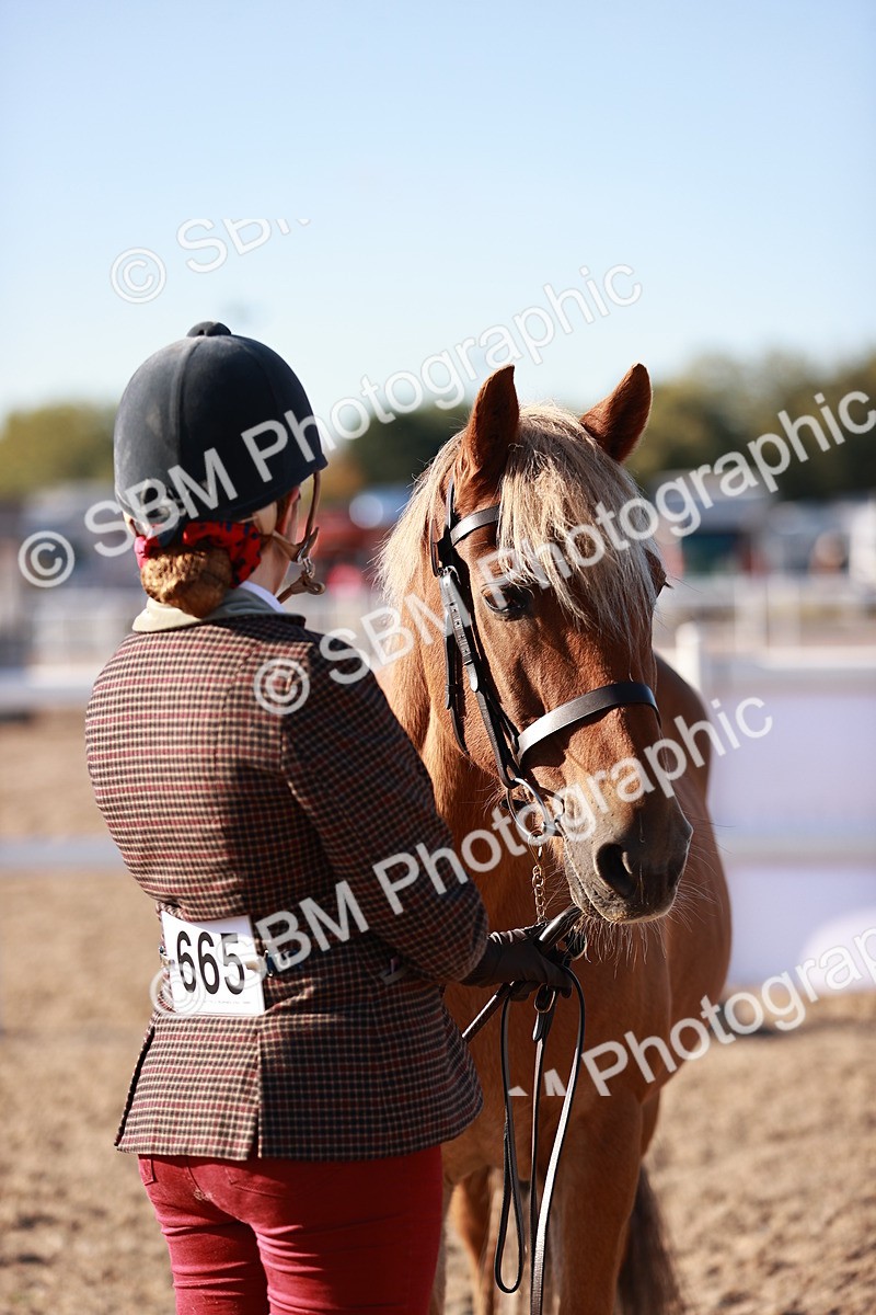 SBM_11404 - Class 402 - IH  Veteran pony