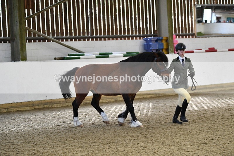 WJ5_4275 - Class 6 In hand M&M - Large Breeds