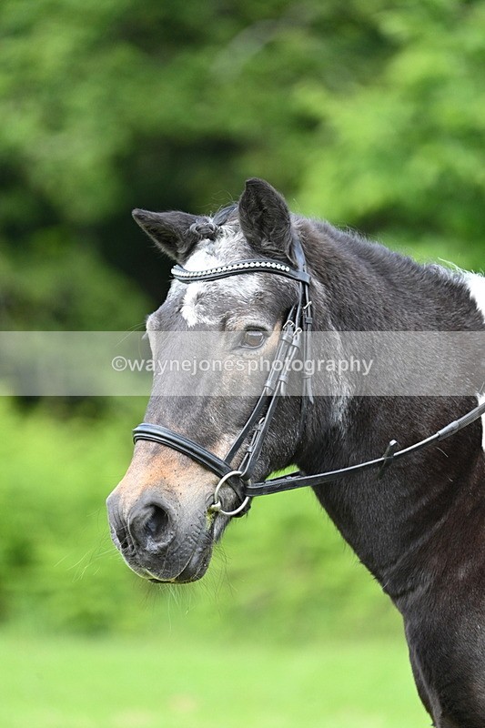 WJ7_1657 - Class 11 Condition & Turnout