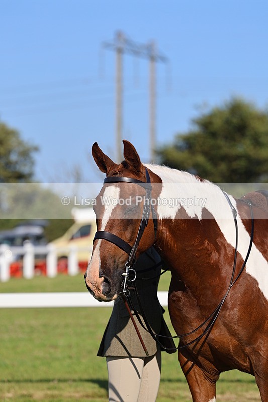 IMG_1301 - Class 27: Ridden Plaited Coloured Horse