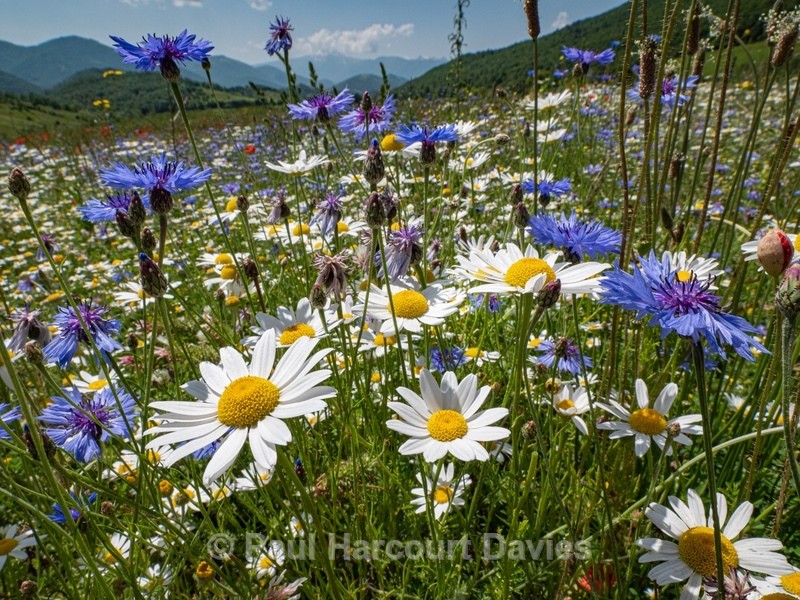 Weeds of cultivation Apennines Italy. scarlet field poppies (Papaver rhoeas), blue cornflowers (Centaurea cyanus) white ox-eye daisies( Leucanthemum vulgare, white field chamomile (Anthemis arvensis)  - Flowers in the Landscape - 2