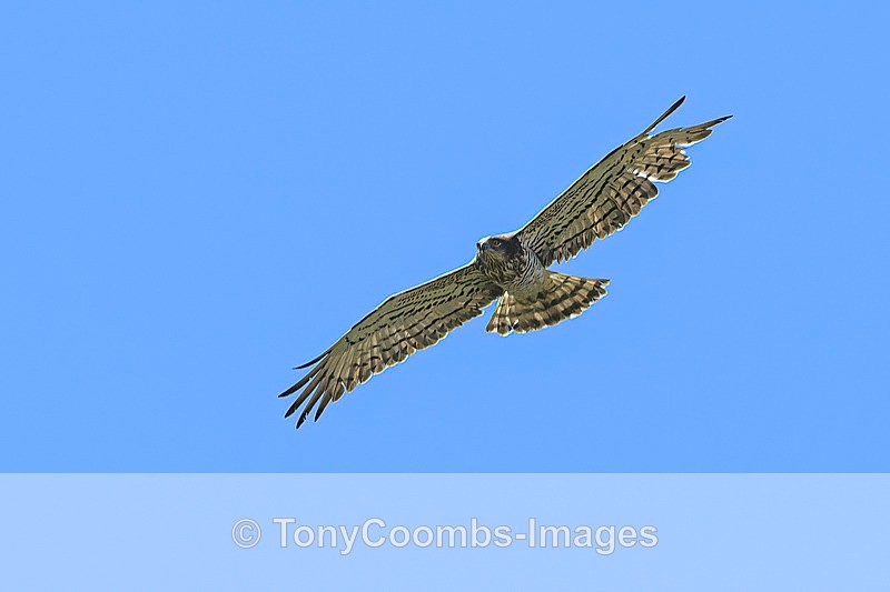 Short-toed Eagle  1604-10516 - Lesvos ~ Other Birds
