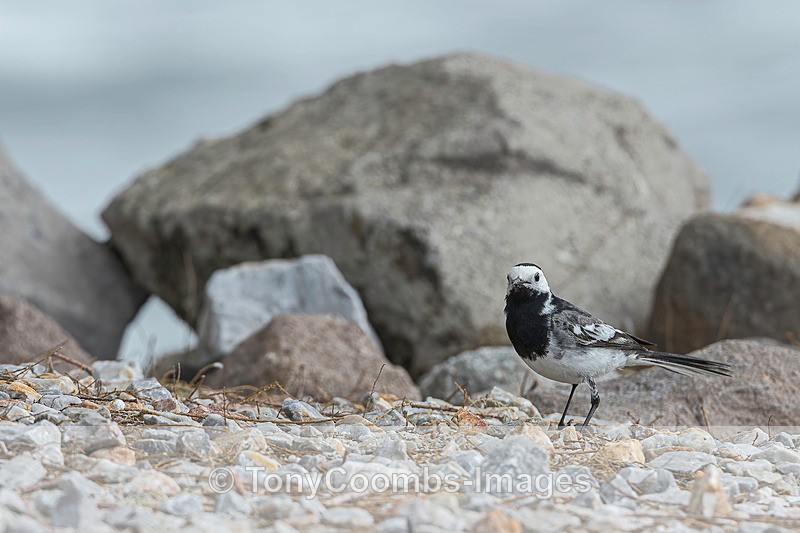 White Wagtail - Lesvos ~ Other Birds