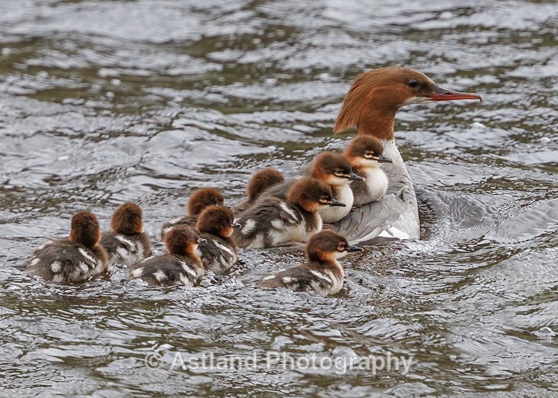 Goosander with chicks - Latest Images