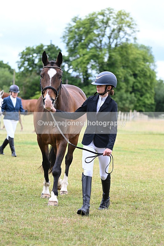 WJ7_6935 - Class 5a Most Handsome Gelding in Hand