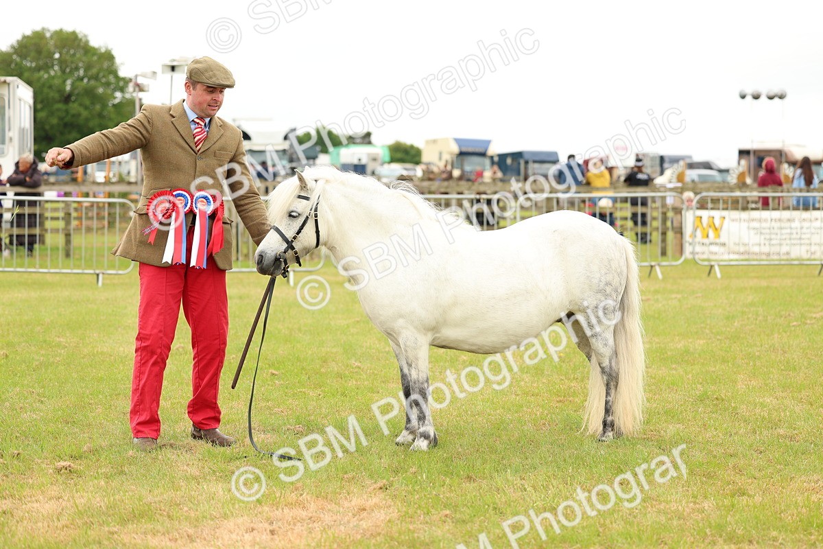 SBM_03575 - Class 58-67 - M&M Non Welsh Pony In hand