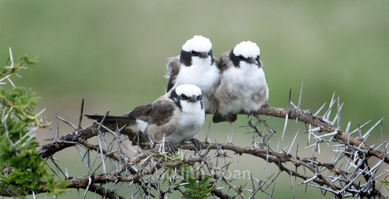 Northern White-crowned Shrike - Tanzania Birds and Mammals