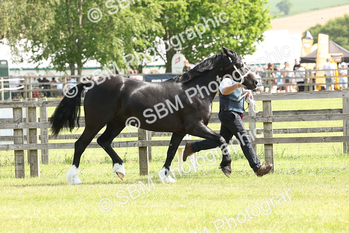 SBM_02370 - Class 6-13 - Mountatin and Moorland In Hand Welsh Breeds