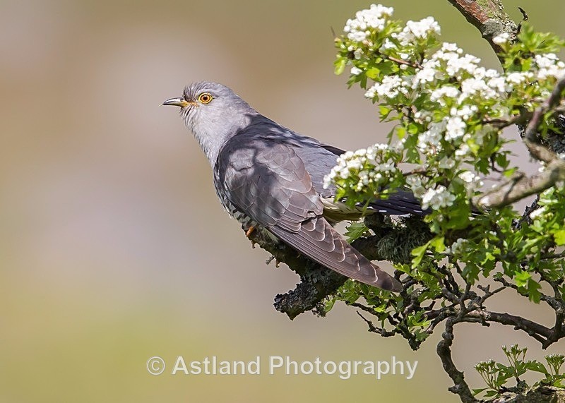 Astland Photography, Bird and Wildlife Images, Susan and Peter Wilson, U.K.