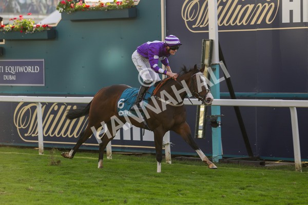 131023-Race 6-Wen Moon-9905 - Race 6 5.00pm Copper Knight - Winning Most Horse At York Handicap