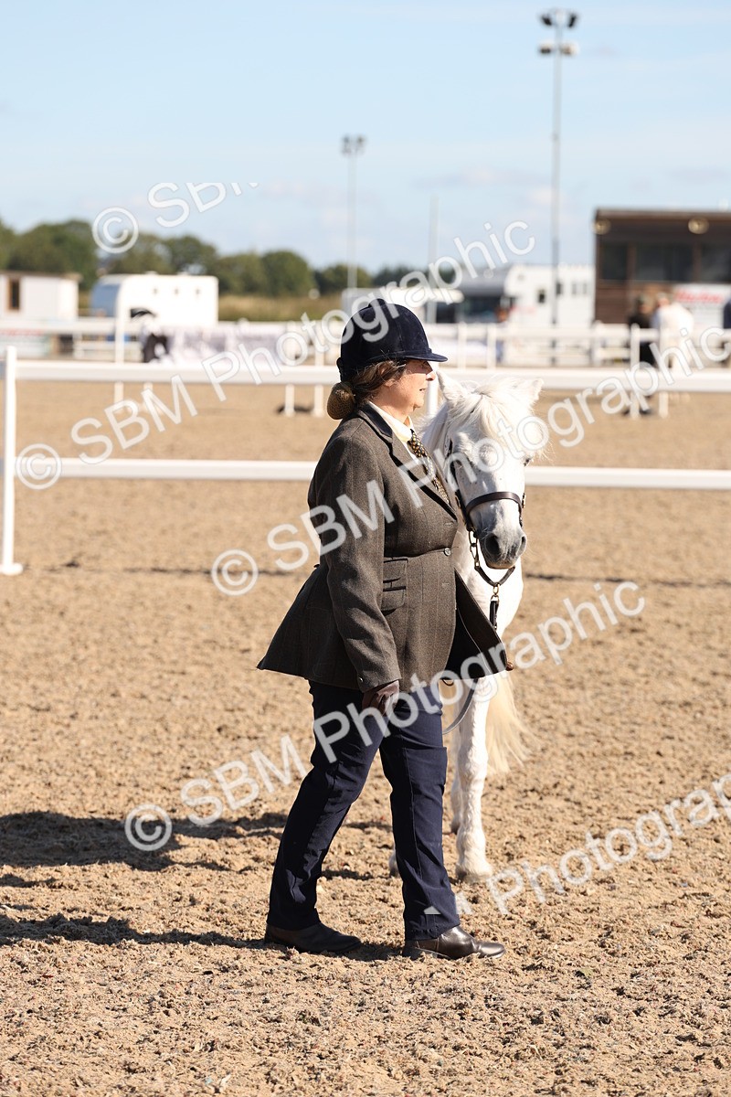 SBM_12916 - Class 206 - IH Non Show Type Pony