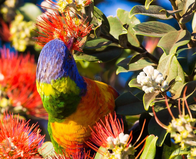Lorikeet Feeding 11