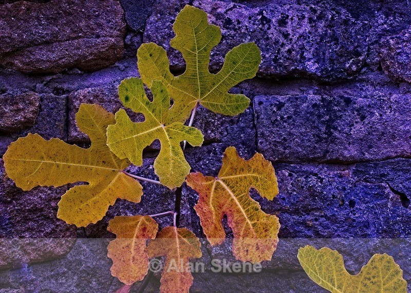 DSC05934 1 - Flora