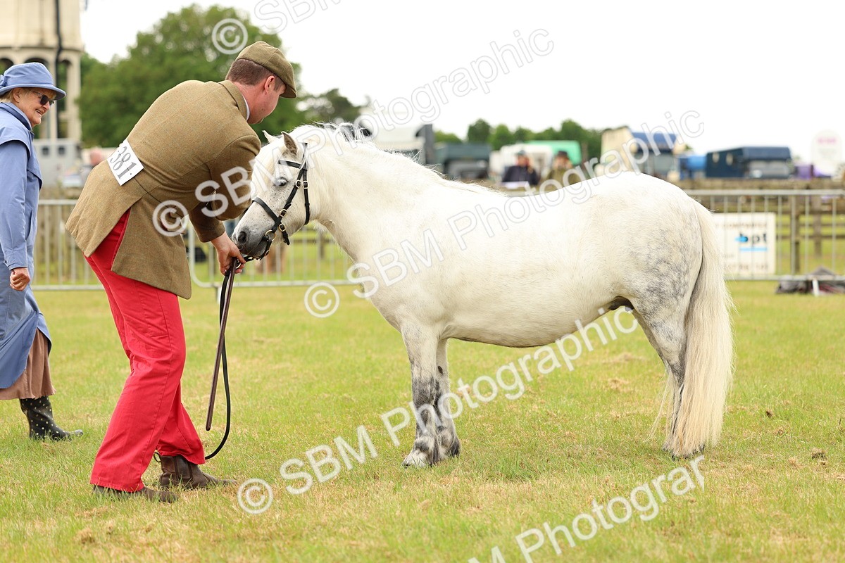 SBM_04365 - Class 64-67 - Shetland Pony In Hand