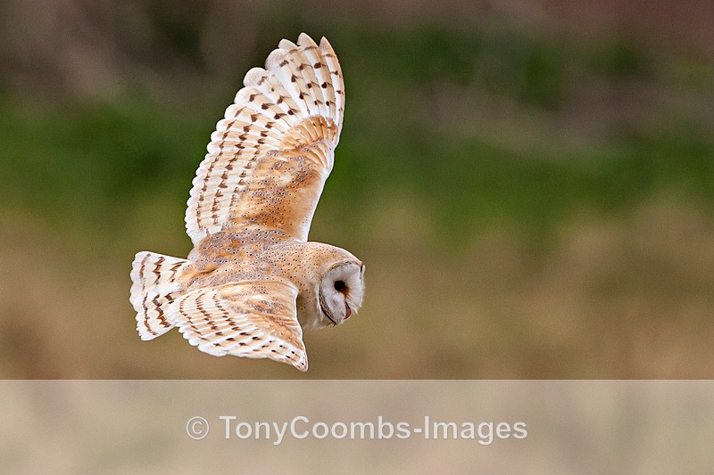 Barn Owl - Birds