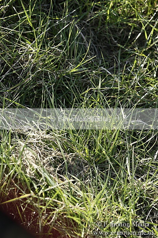 PtP 250317 432 - V.W.H. Hunt Point-to-Point Siddington 25/03/17