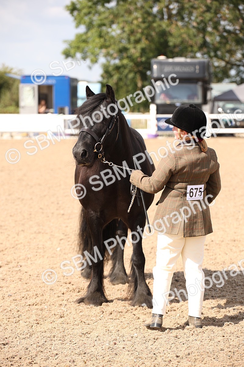 SBM_03422 - Class 18 Handsomest Gelding (IH or Ridden)