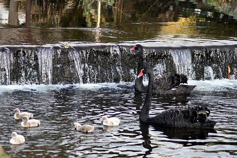  - Dawlish (mainly black swans)
