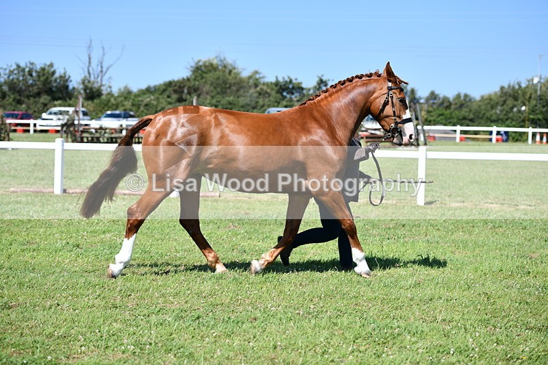 DSC_6766 - Class 57: Hunter/Riding Horse/Hack 1, 2 & 3 yr olds