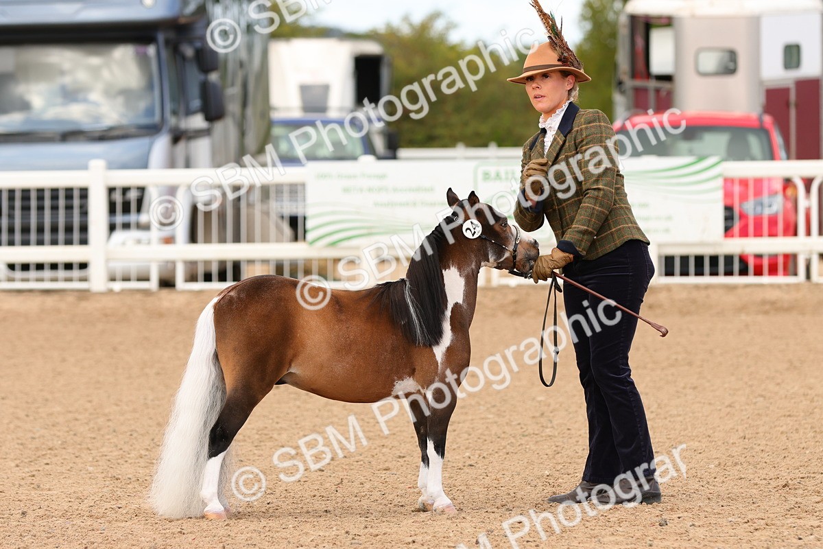 SBM_10296 - Class 206 - IH Non Show Type Pony