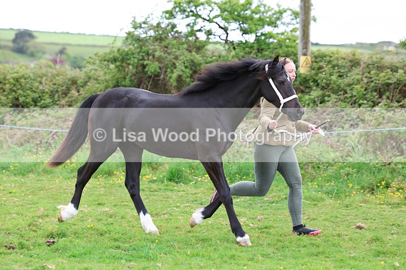 3E7A0804 - In Hand Championship