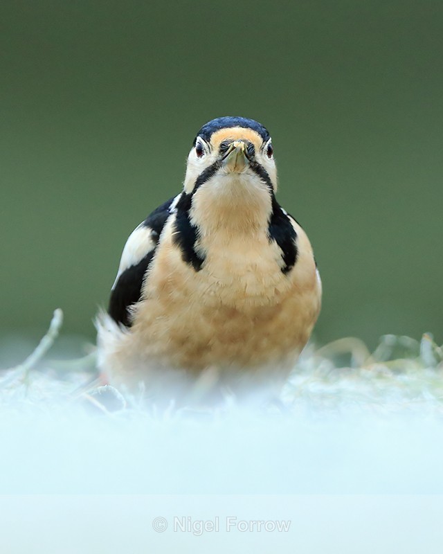 Great Spotted Woodpecker (adult female), head-on, frosty scene - Great Spotted Woodpecker
