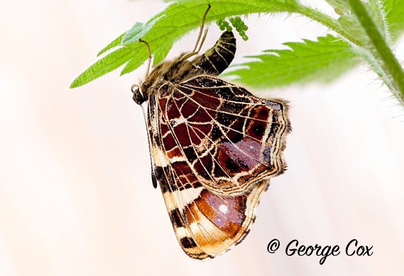 Map butterfly - Araschia levana