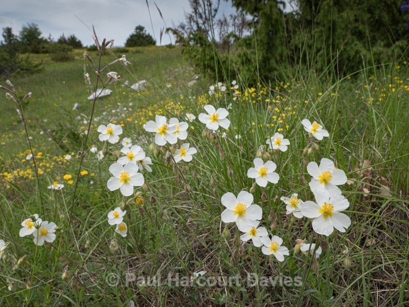 Apennine Rockrose (Helianthemum appeninum) - Flowers in the Landscape - 2