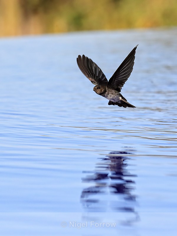 Cave Swiftlet looking for insects over pool, Lovina, Bali - Cave Swiftlet