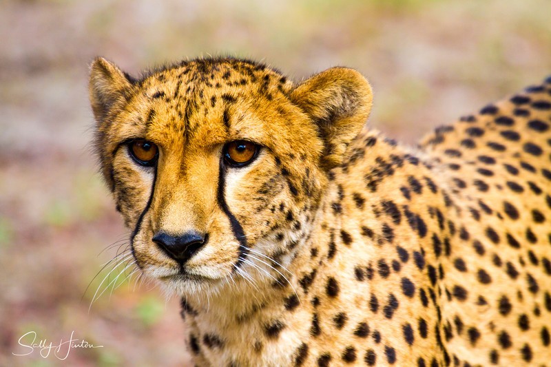 Cheetah Portrait 1