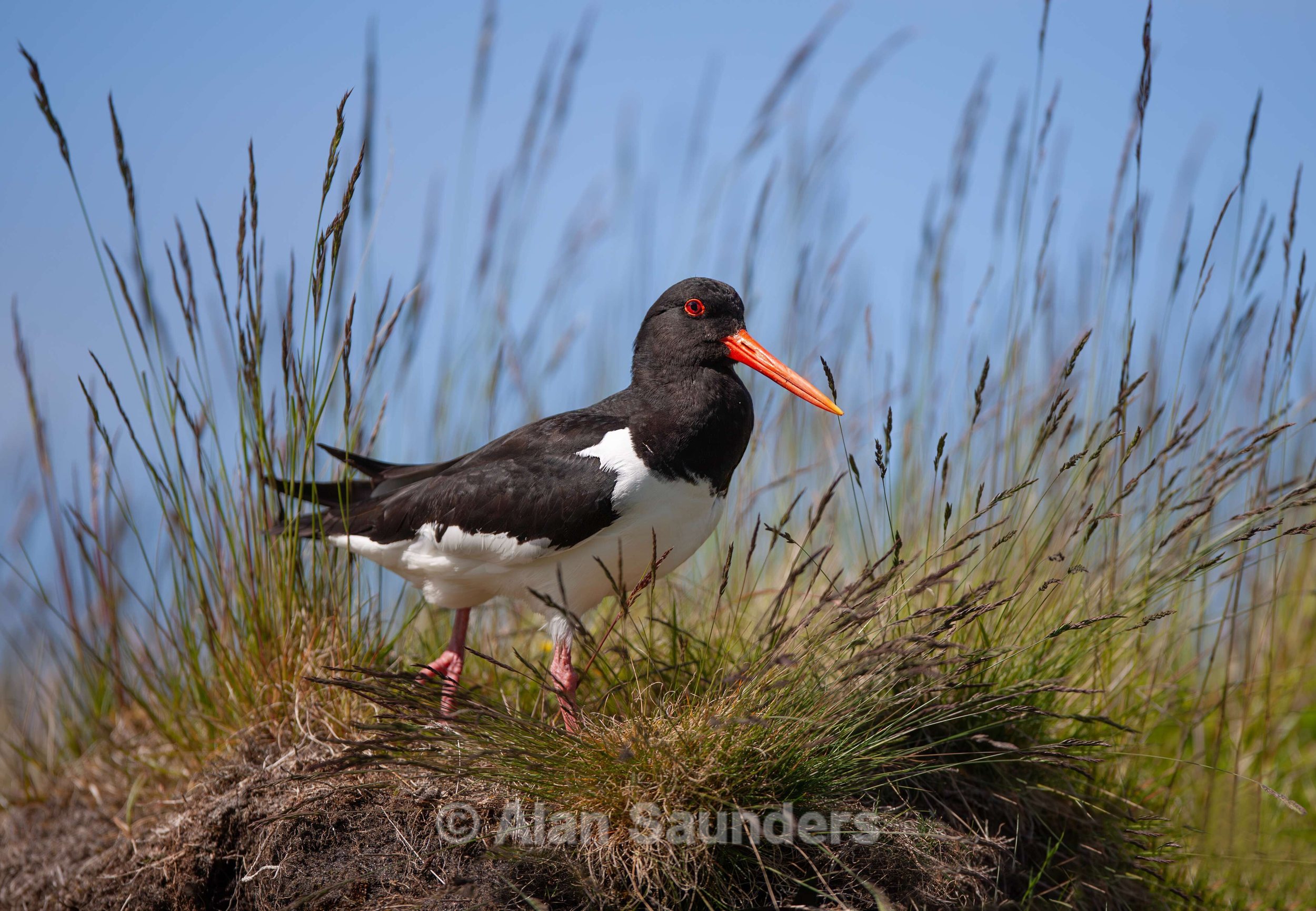 Oystercatcher 17