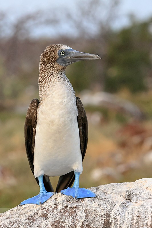 Blue-footed Booby (adult) front view, North Seymour, Galapagos - Blue-footed Booby