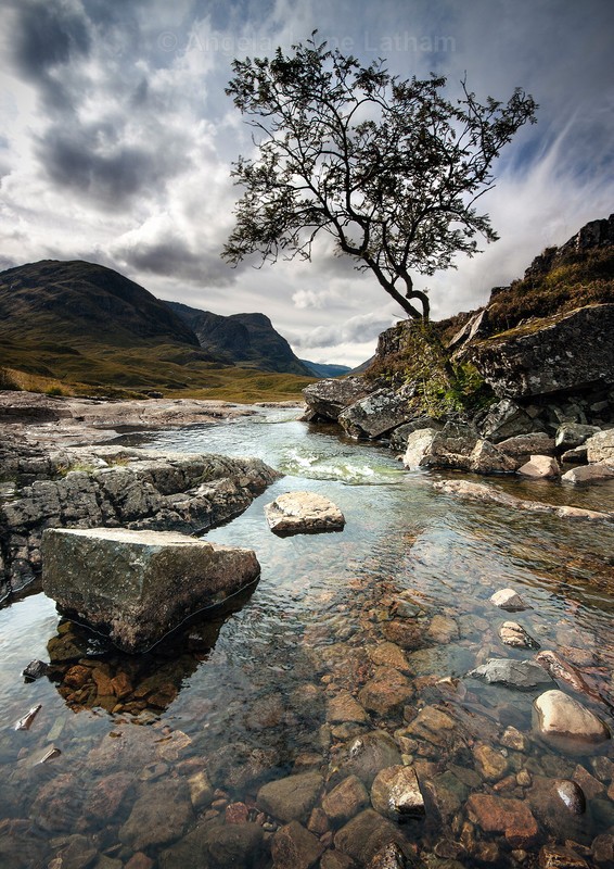 Glencoe Rowan Tree - Highlands of Scotland